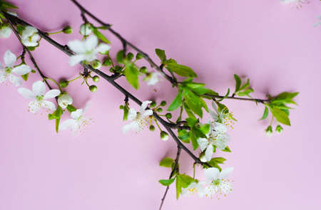 Spring floral concept with blooming cherry tree branchesの写真素材