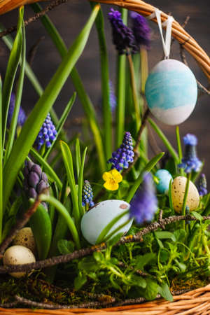 Spring floral concept with muscari flowers in a basket on dark wooden background