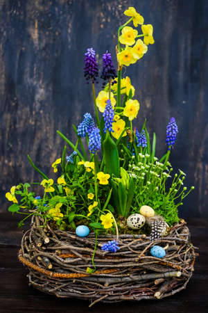 Spring floral concept with muscari flowers in a basket on dark wooden background