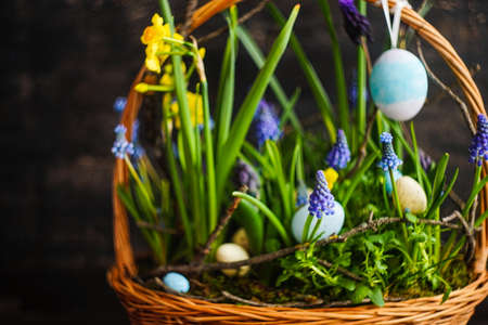 Spring floral concept with muscari flowers in a basket on dark wooden backgroundの写真素材