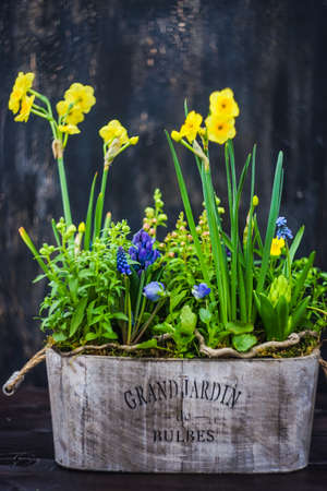 Spring floral concept with muscari flowers in a basket on dark wooden backgroundの写真素材