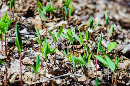 First green leaves of the plant in wild forest in spring time