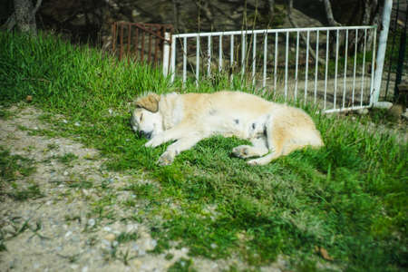 Nice homeless dog in sunny day outdoorの写真素材