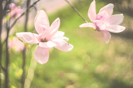 Blooming magnolia tree in Tbilisi, s downtown in sunny spring dayの写真素材