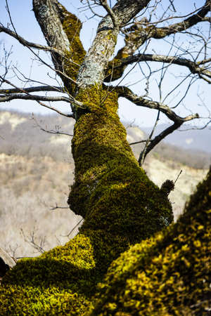 Tree in wild forest covered with moss