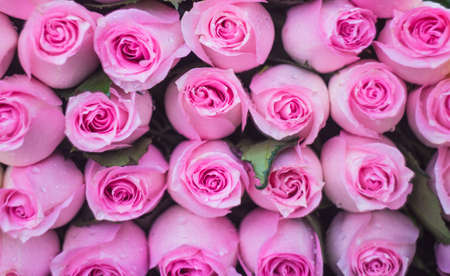 Purple roses with water drops as a natural backgroundの写真素材