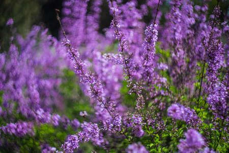 Blooming lilac bush in a spring time garden