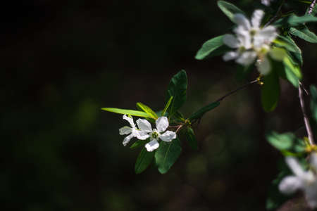White flowers of Jasmine bush in a spring time garden