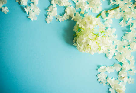 Floral frame with white Viburnum opulus 'Roseum' flowers on blue backgroundの写真素材