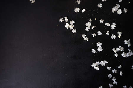 Floral frame with white Viburnum opulus 'Roseum' flowers on black backgroundの写真素材