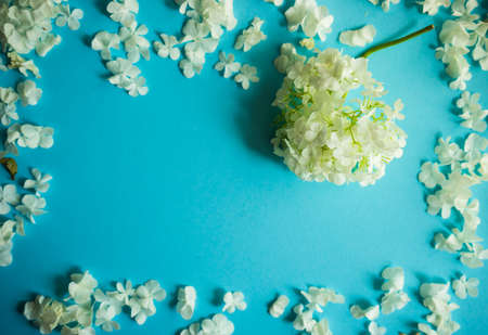 Floral frame with white Viburnum opulus 'Roseum' flowers on blue background