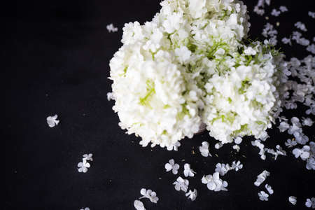 Flower composition with Viburnum opulus 'Roseum' in vase a interior decoration