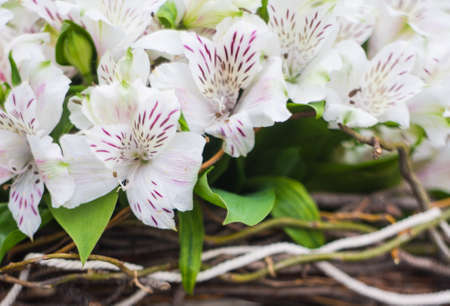White Lily of the Incas in a bunch on rustic background with copyspaceの写真素材