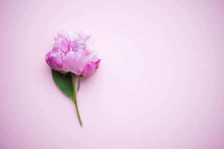 Summer floral concept with bright pink peony flowers on pink background with copy spaceの写真素材