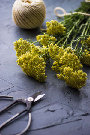 Natural Helichrysum arenarium flowers as a natural medicine conceptの写真素材