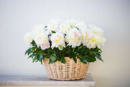 Rustic busket with beautiful white peony flowersの写真素材