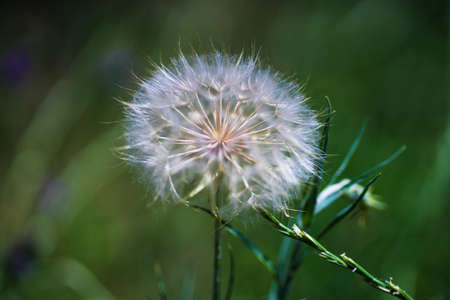 Old dandelion in a field as a natura background with copy space