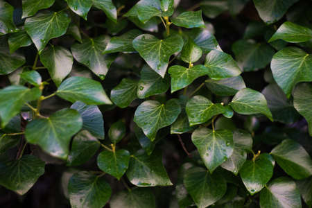 Evergreen concept ivy plant covering wall