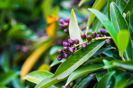 Evergreen cherry laurel plant as a antural backgrund with closeup detailsの写真素材