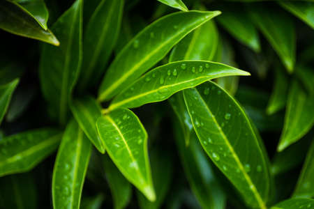 Evergreen cherry laurel plant as a antural backgrund with closeup detailsの写真素材