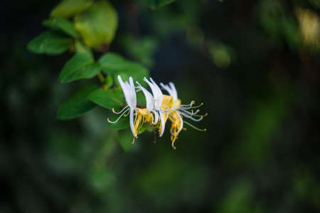 Summertime garden with white Lonicera caprifolium in sunset timeの写真素材