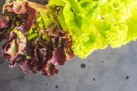 Organic food concept with raw fresh lettuce and romano salad leaves on rustic backgroundの写真素材