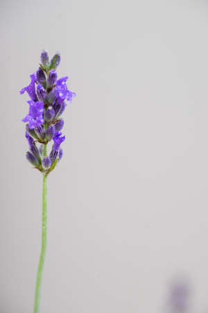 Closeup of purple lavender flower on white backgroundの写真素材