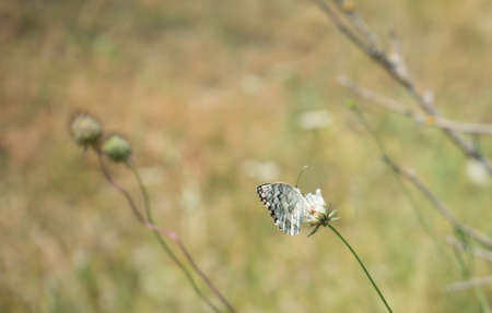 Common blue butterfly on the flowers in mountain meadow in summertime