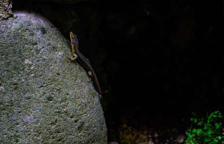 Little lizard on a stone in a tropical forest