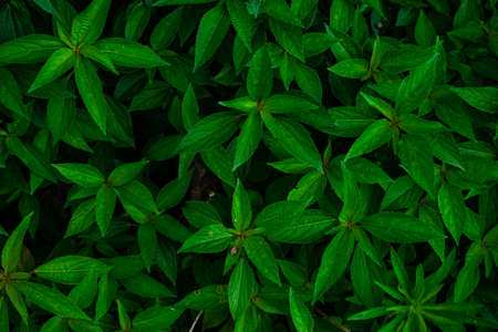 Bright tropical plant leaves as a antural background in minimalistic layout