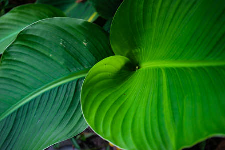 Bright tropical plant leaves as a antural background in minimalistic layout