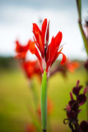Canna lilly flower in a tropical garden outdoorの写真素材
