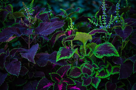 purple and green leaves as a natural backgroundの写真素材
