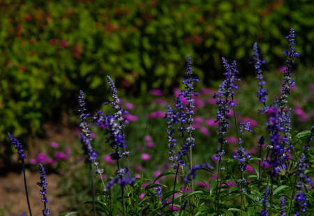 Beautiful blue flowers in a summertime gardenの写真素材