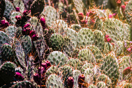 Opuntia cactus in a tropical garden as a natural backgroundの写真素材