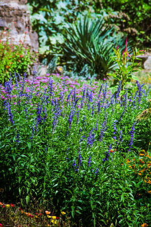 Beautiful blue flowers in a summertime gardenの写真素材