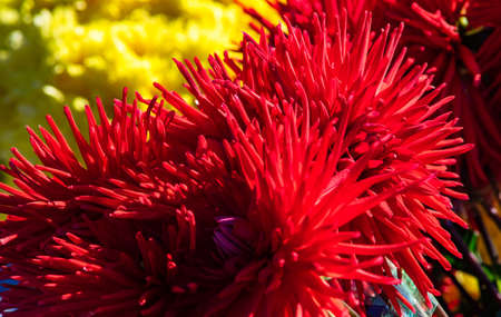 TBILISI, GEORGIA, 2018, October 06: Autumnal flowers on celebration of city day in georgian capital, Tbilisi, Republic of Georgiaのeditorial素材