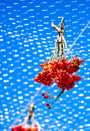 TBILISI, GEORGIA, 2018, October 06: Decoration of streets of autumnal celebration of city day in georgian capital, Tbilisi, Republic of Georgiaの写真素材
