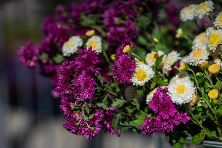 TBILISI, GEORGIA, 2018, October 06: Autumnal flowers on celebration of city day in georgian capital,...