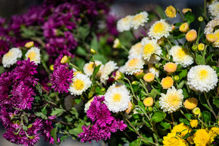 TBILISI, GEORGIA, 2018, October 06: Autumnal flowers on celebration of city day in georgian capital,...