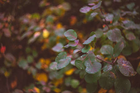 Autumnal park concept with yellow leaves covered with morning dewの写真素材