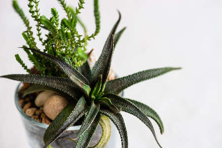 Haworthia Fasciata plant in a pot as a mini natural gift compositionの写真素材