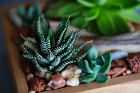 Haworthia Fasciata plant in a pot as a mini natural gift compositionの写真素材