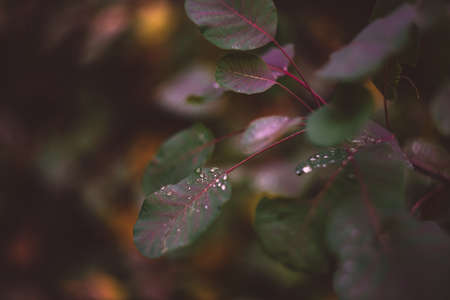 Autumnal park concept with yellow leaves covered with morning dewの写真素材