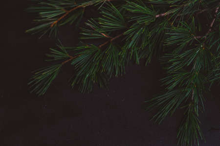 Festive Christmas frame with balls and fir tree on dark wooden background with copy spaceの写真素材