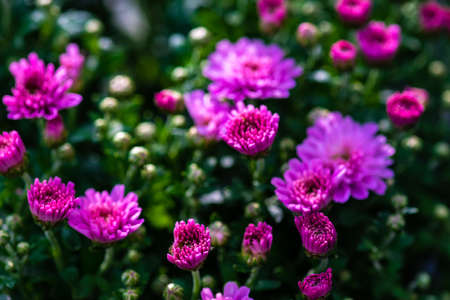 Beautiful purple Chrysanthemum flowers in a garden as a natural backgroundの写真素材