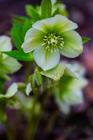 Helleborus one of the first spring flowers in the woodの写真素材