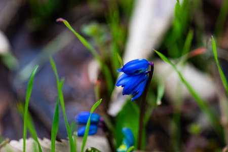 irst spring blue Scilla siberica flowers in a wild forestの写真素材