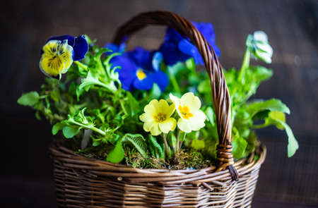 Spring floral concept for Easter holiday on dark wooden background with copy spaceの写真素材