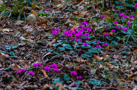 First spring flowers in the wood Erythronium Sibiricum, spring time card conceptの写真素材